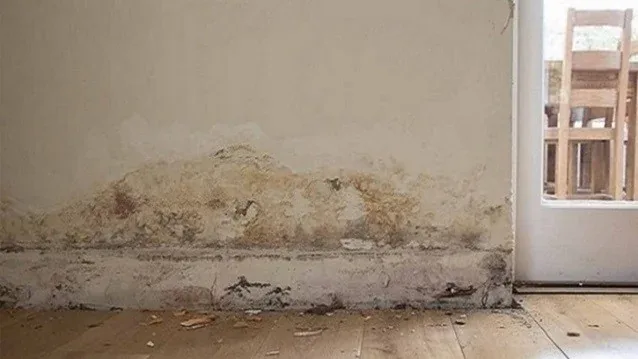 Moisture meter used during damp investigation survey